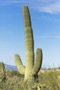 Tall cactus in Arizona