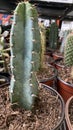 Tall cactus with big thorns Royalty Free Stock Photo