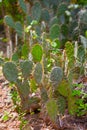 Tall cactus in a cactus garden