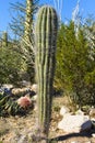 Tall cactus