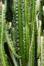 Tall Cactus. Group of big cacti plant Royalty Free Stock Photo