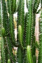 Tall Cactus. Group of big cacti plant