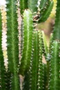 Tall Cactus. Group of big cacti plant