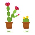 Tall cactus and low cactus. Card for children - the study of antonyms, a foreign language, nature. Teaching children. Isolated