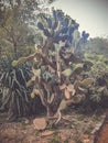 Tall cactus. about 3 meters high Royalty Free Stock Photo