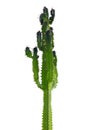Tall cactus plant