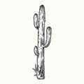 Tall cactus with thorns in monochrome style