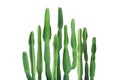 Tall Cactus Plants Isolated on White Background with Clipping Path