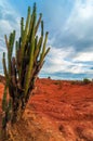 Tall Cactus in a Red Desert