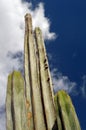 Tall cactus with a sky in the background. Canarias Royalty Free Stock Photo