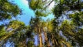 Tall cajuput tree viewed from the bottom