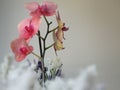 Tall Calm Pink Orchid Flowers