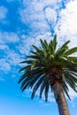 Tall Canary Palm Tree With Blue Sky and Copy Space