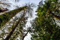 Tall Cedar and Pine Trees along the Trans Canada Trail near the Bonson Community in Pitt Meadows, BC, Canada