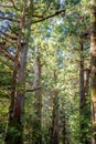 Tall cedar trees in a lush forest with sunlight filtering Royalty Free Stock Photo