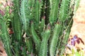 Tall cereus repandus cactus houseplants for gardening, home, and room decoration