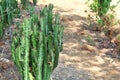 Tall cereus repandus cactus houseplants for gardening, home, and room decoration