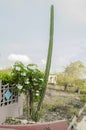 Tall Cereus Repandus Cactus Plant
