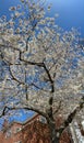 Tall Cherry Blossom Tree in Full Bloom in Spring Royalty Free Stock Photo