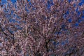 Cherry blossom tree with pink and red flowers on blue sky background. Royalty Free Stock Photo