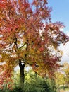 A tall Chinese tallow tree in autumn