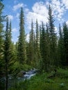 Tall Christmas trees near a mountain stream