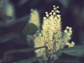 A tall cluster of small, yellow flowers Royalty Free Stock Photo