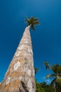 Tall coconut or palm tree