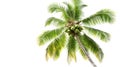 A tall coconut palm tree with green coconuts and lush fronds against a bright white sky, viewed from below Royalty Free Stock Photo