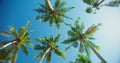 Tall coconut palm trees and blue sky at the beach during warm sunny summer day. Wind shakes the lush green brances Royalty Free Stock Photo