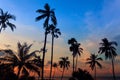 Tall coconut palm trees at twilight sky reflected in water Royalty Free Stock Photo