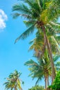 Tall coconut palms against the blue sky. vertical landscape. Tropical background Royalty Free Stock Photo