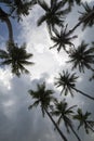 Tall coconut palms, Gam Island, Raja Ampat, Indonesia