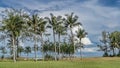 Tall coconut palms grow on the green lawn. lue sky and clouds. Malaysia. Borneo. Kota Kinabalu. Royalty Free Stock Photo