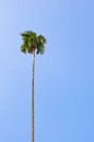 Tall Coconut Tree