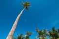 Tall coconut tree