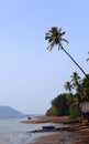 Tall coconut tree peeking over anjarle creek