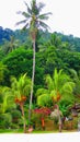 Tall coconut tree in Perhentian Islands