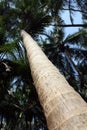 Tall Coconut Trees Royalty Free Stock Photo