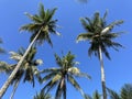 Tall coconut trees against the background of the blue sky in the photo from below Royalty Free Stock Photo