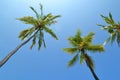Tall Coconut Trees Royalty Free Stock Photo