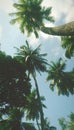 Tall Coconut trees at Andaman Island Royalty Free Stock Photo