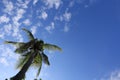 Tall Coconut Trees Background Blue Sky and White Clouds Nature Morning Selectable Focus Copy Space Royalty Free Stock Photo