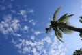 Tall Coconut Trees Background Blue Sky and White Clouds Nature Morning Selectable Focus Copy Space Royalty Free Stock Photo