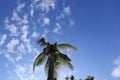 Tall Coconut Trees Background Blue Sky and White Clouds Nature Morning Selectable Focus Copy Space Royalty Free Stock Photo