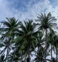 Tall coconut trees, Background a sky full of white clouds Royalty Free Stock Photo