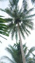 Tall coconut trees bearing abundant fruit Royalty Free Stock Photo
