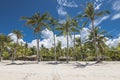 Tall coconut trees front a private resort at Dumaluan Beach, Panglao, Bohol, Philippines