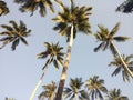 Tall coconut trees hit the morning sun on Hawaii Island Royalty Free Stock Photo