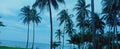 Tall coconut trees at waterside of blue ocean Royalty Free Stock Photo